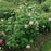 Rosa 'Ausrimini'  - Strawberry Hill® Climbing Rose