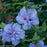 Hibiscus, Blue Chiffon® Hibiscus