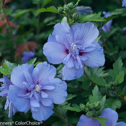 Hibiscus, Blue Chiffon® Hibiscus