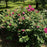 Rose, Purple Pavement Rugosa Rose