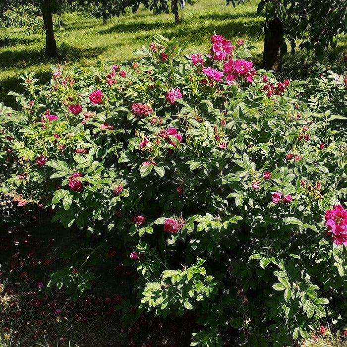 Rose, Purple Pavement Rugosa Rose