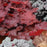Coral Bells, Northern Exposure™ Red Heuchera