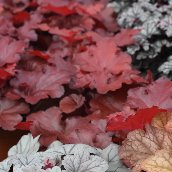 Coral Bells, Northern Exposure™ Red Heuchera