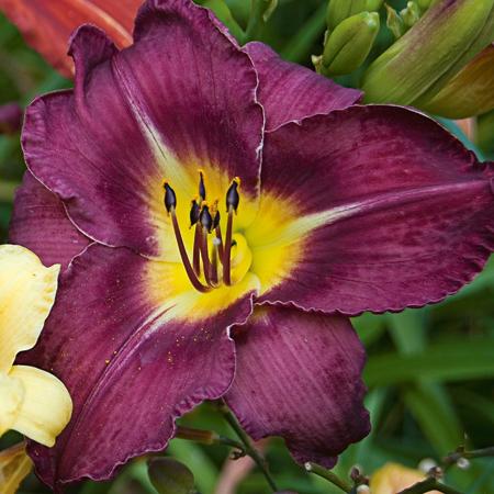 Daylily, Bela Lugosi Daylily