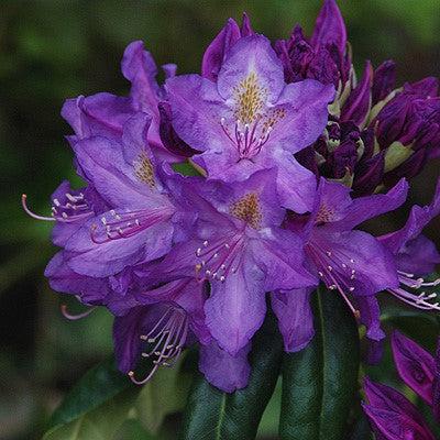 Rhododendron, Lee's Dark Purple Rhododendron