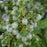 Vaccinium corymbosum 'Bluegold'  - Bluegold Blueberry