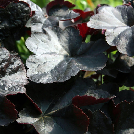 Coral Bells, Obsidian Coral Bells