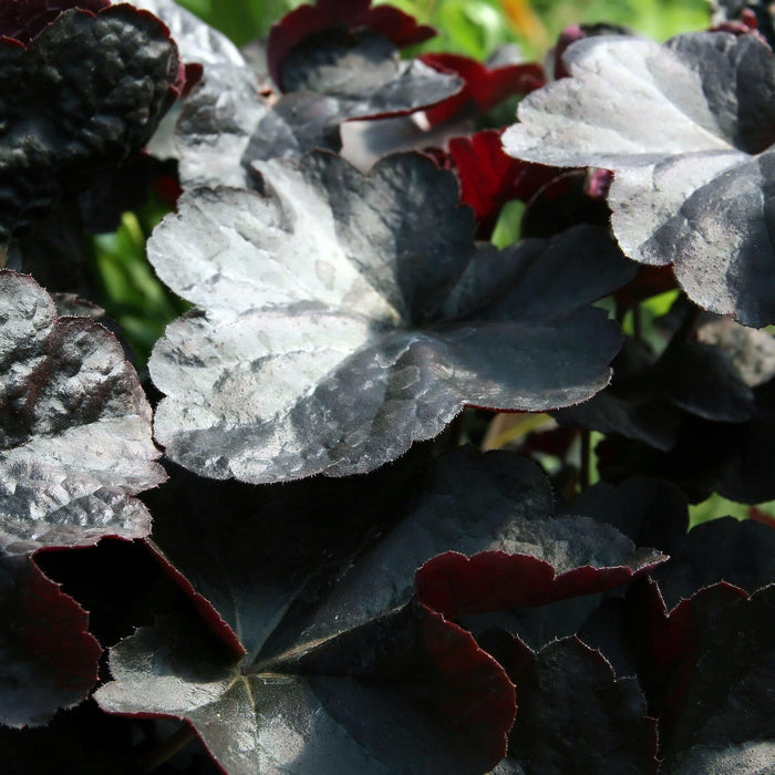 Coral Bells, Obsidian Coral Bells