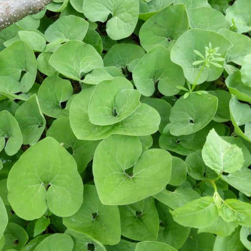 Wild Ginger