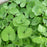 Wild Ginger