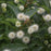 Buttonbush, Magical® Moonlight Buttonbush