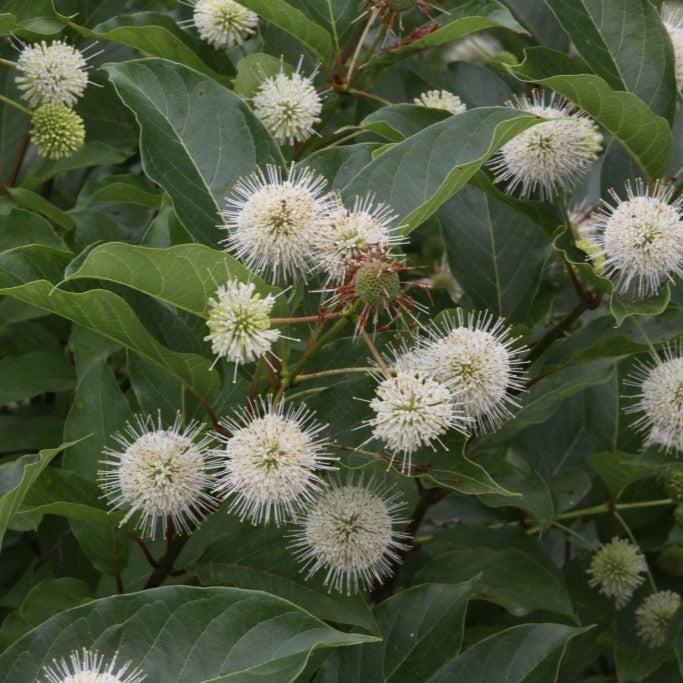 Buttonbush, Magical® Moonlight Buttonbush