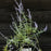 Russian Sage