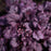 Coral Bells, Forever® Purple Coral Bells