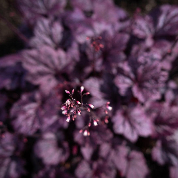Coral Bells, Forever® Purple Coral Bells