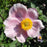 Anemone, Robustissima Grape Leaf Anemone