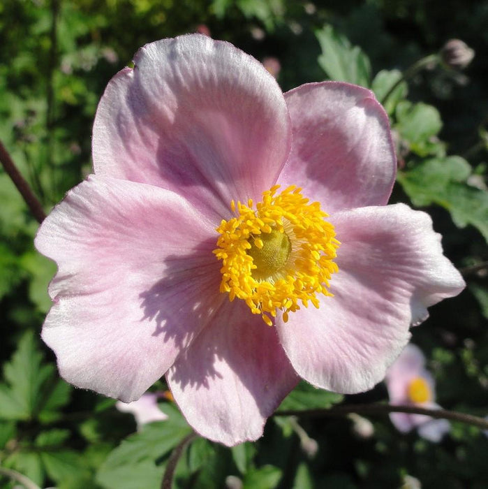 Anemone, Robustissima Grape Leaf Anemone