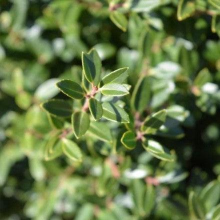 Holly, Hoogendorn Holly
