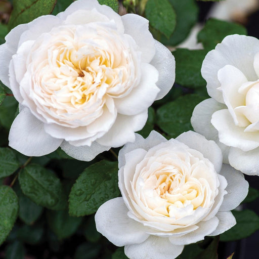 Rose, Bloomables® Bolero™ Rose