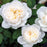 Rose, Bloomables® Bolero™ Rose