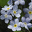 Myosotis sylvatica 'Mon Amie Blue'  - Mon Amie Blue Forget-Me-Not