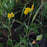 Baptisia, Wild Indigo