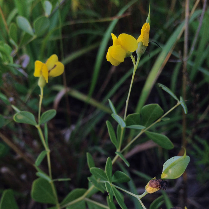 Baptisia, Wild Indigo