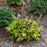 Coral Bells, Guacamole Heuchera