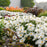 Shasta Daisy, Amazing Daisies® Spun Silk Shasta Daisy