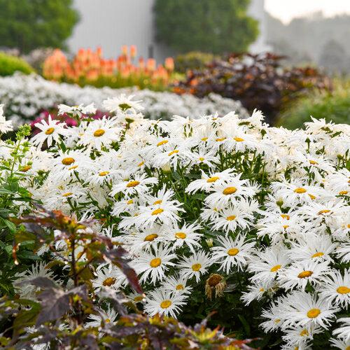 Shasta Daisy, Amazing Daisies® Spun Silk Shasta Daisy