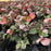 Hellebore, FrostKiss™ Penny's Pink® Lenten Rose