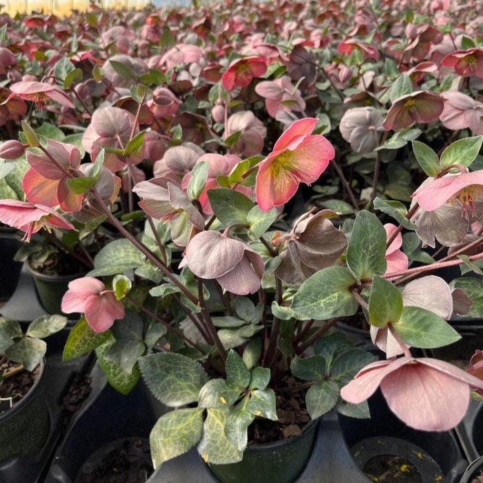 Hellebore, FrostKiss™ Penny's Pink® Lenten Rose