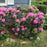 Rhododendron, Roseum Elegans Rhododendron