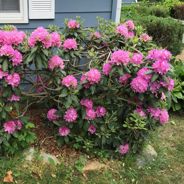 Rhododendron, Roseum Elegans Rhododendron