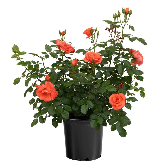 Rose, Marmalade Skies™ Rose