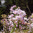 Allium, Nodding Onion