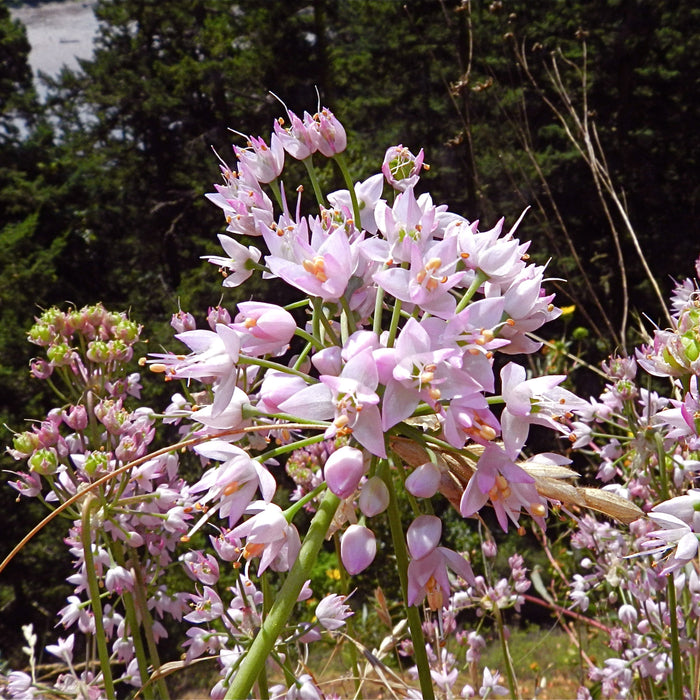 Allium, Nodding Onion