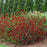 Flowering Quince, PW® Double Take™ Scarlet Flowering Quince