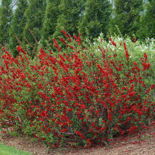 Flowering Quince, PW® Double Take™ Scarlet Flowering Quince