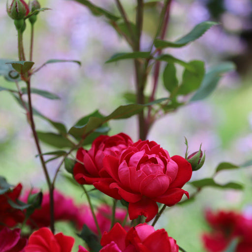 Rose, Petite Knock Out® Rose