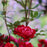 Rose, Petite Knock Out® Rose
