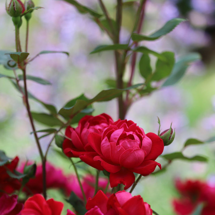 Rose, Petite Knock Out® Rose