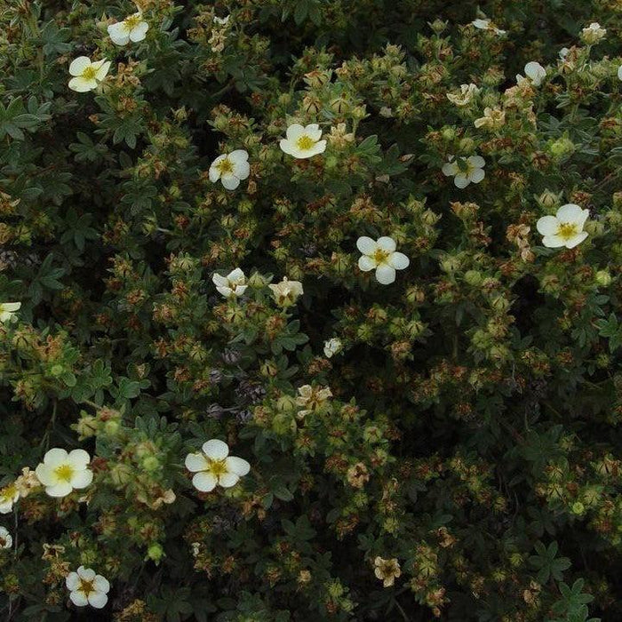 Cinquefoil, Abbotswood Potentilla