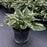 Hosta, Patriot Hosta