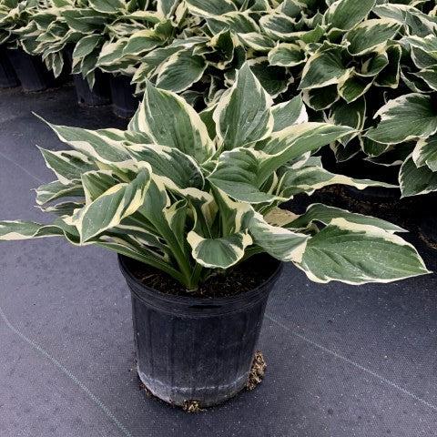Hosta, Patriot Hosta