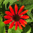 Coneflower, Sombrero® Sangrita Coneflower
