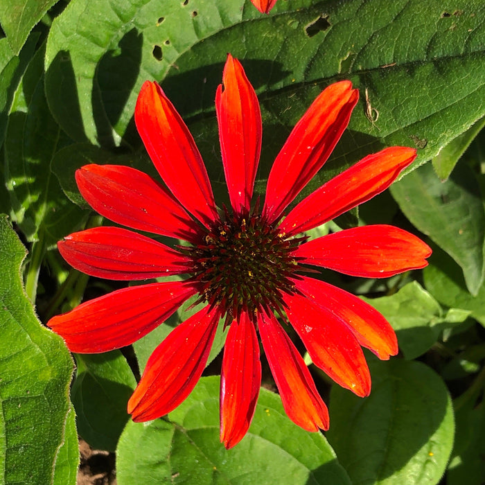 Coneflower, Sombrero® Sangrita Coneflower