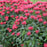 Bee Balm, PW® Upscale® Red Velvet Bee Balm