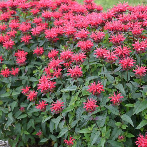 Bee Balm, PW® Upscale® Red Velvet Bee Balm