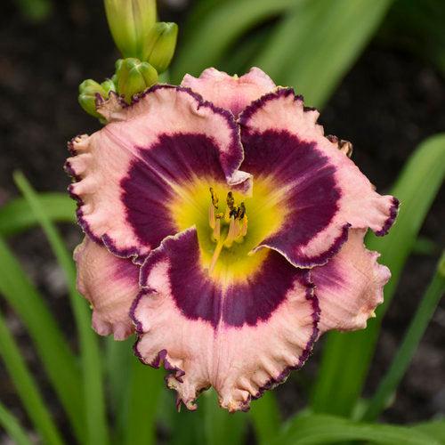 Daylily, Rainbow Rhythm® Sound of My Heart Daylily